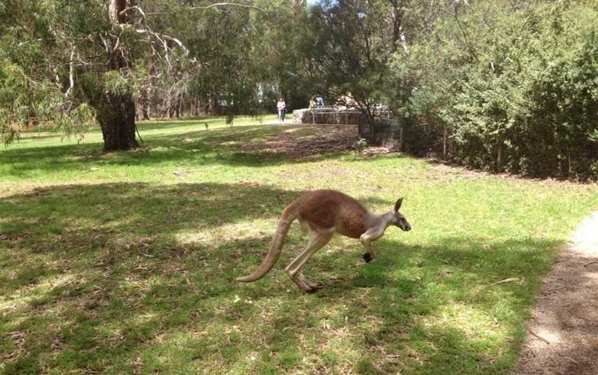 Cleland Wildlife Park, Crafers, SA