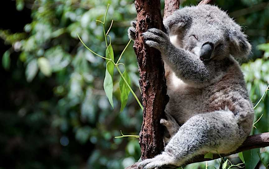 Koala Park Sanctuary Sydney, West Pennant Hills, NSW