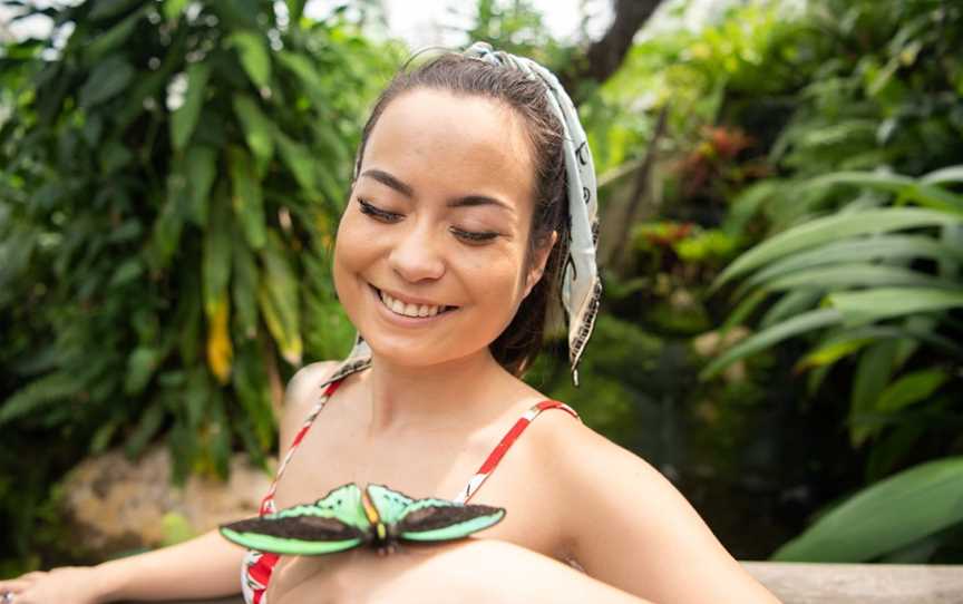 Australian Butterfly Sanctuary, Kuranda, QLD