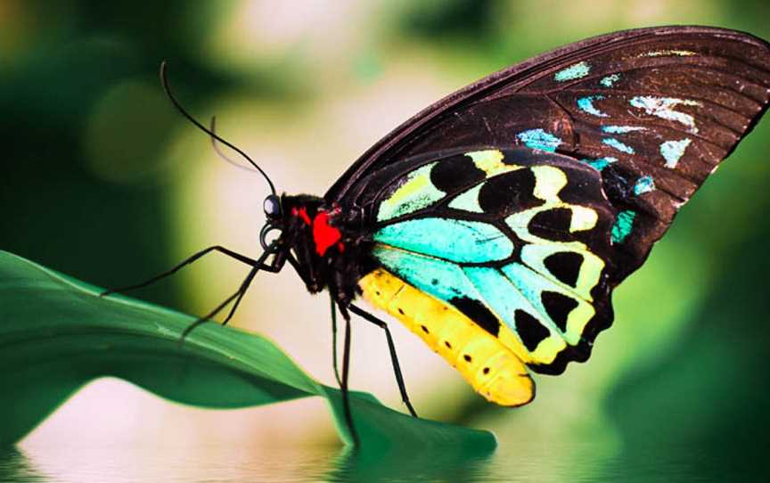 Australian Butterfly Sanctuary, Kuranda, QLD