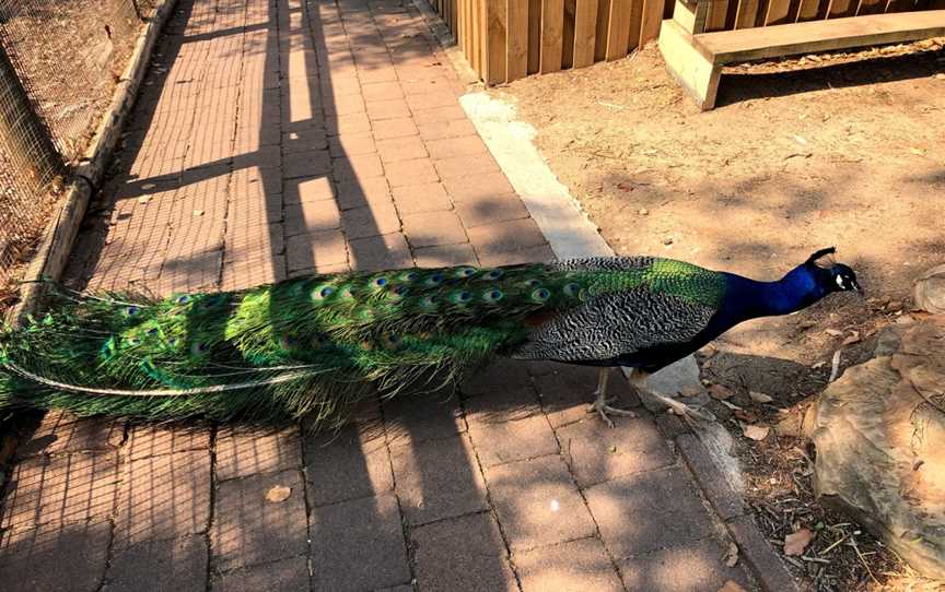 Calmsley Hill City Farm, Abbotsbury, NSW