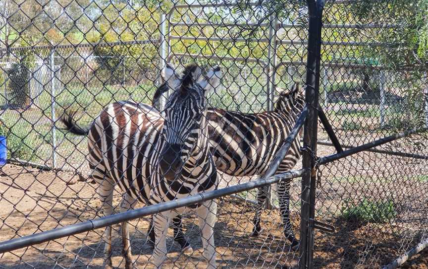 Darling Downs Zoo, Pilton, QLD