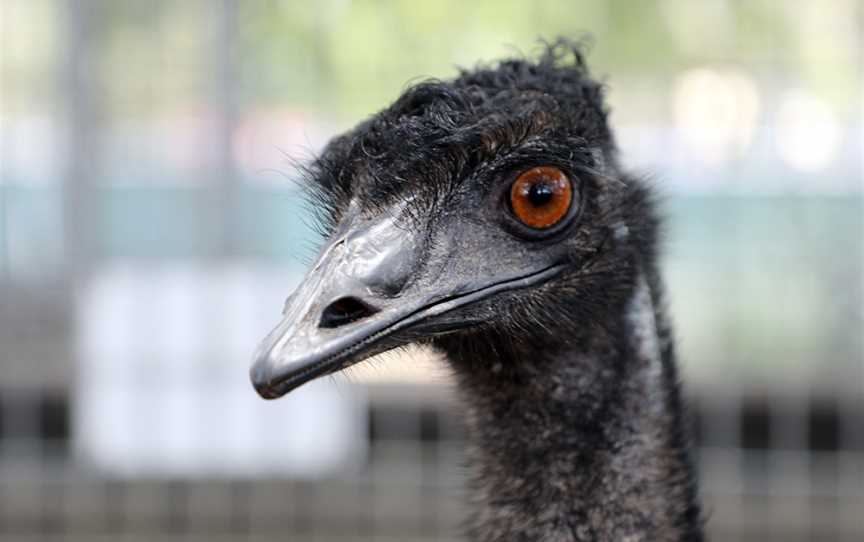 Alexandra Park Zoo, Bundaberg West, QLD