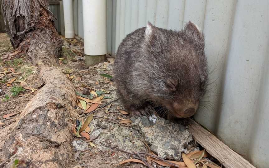 Tasmania Zoo, Riverside, TAS