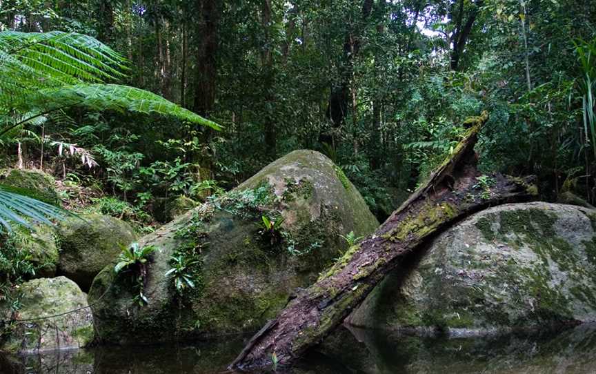 Daintree National Park, Cape Tribulation, QLD