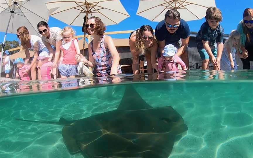 Irukandji Shark & Ray Encounters, Anna Bay, NSW