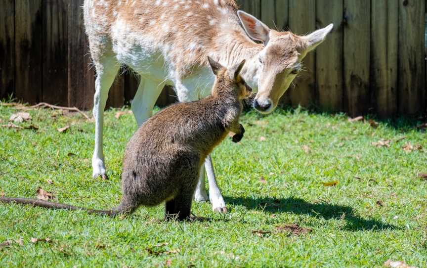 Wildlife HQ, Woombye, QLD