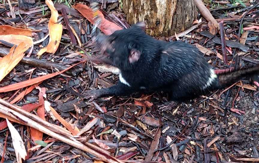 Tasmanian Devil Unzoo, Taranna, TAS