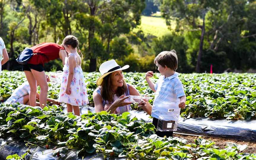 Sunny Ridge Strawberry Farm, Main Ridge, VIC