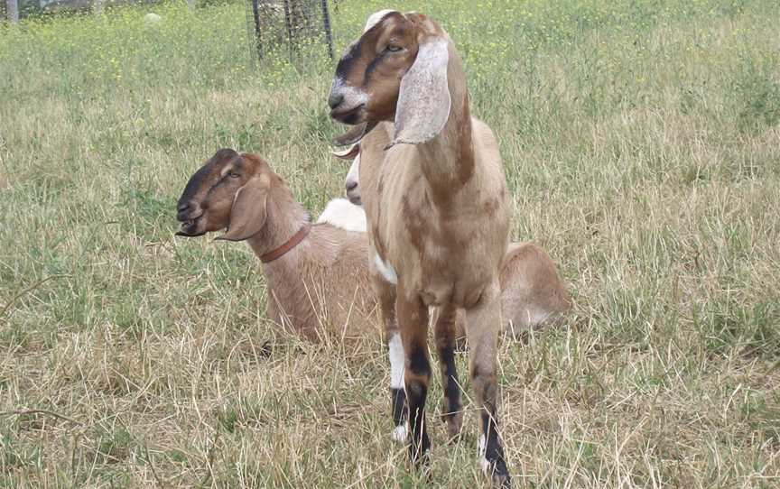 Collingwood Children's Farm, Abbotsford, VIC