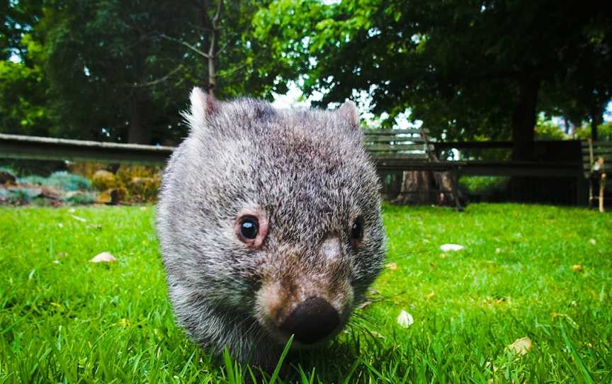 Birdland Animal Park, Batemans Bay, NSW