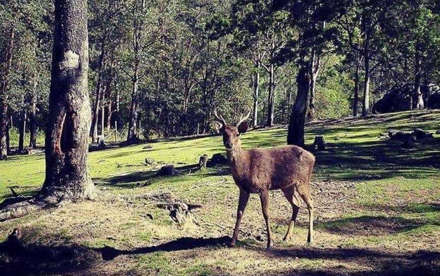 Lyell Deer Sanctuary, Mount Samson, QLD