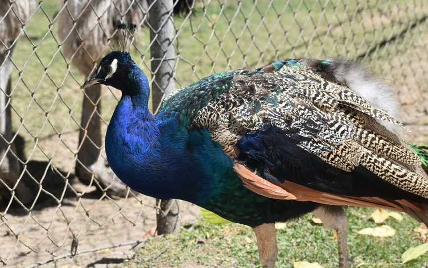 Green Valley Farm, Tingha, NSW