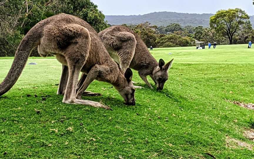 Anglesea Mini Golf, Anglesea, VIC