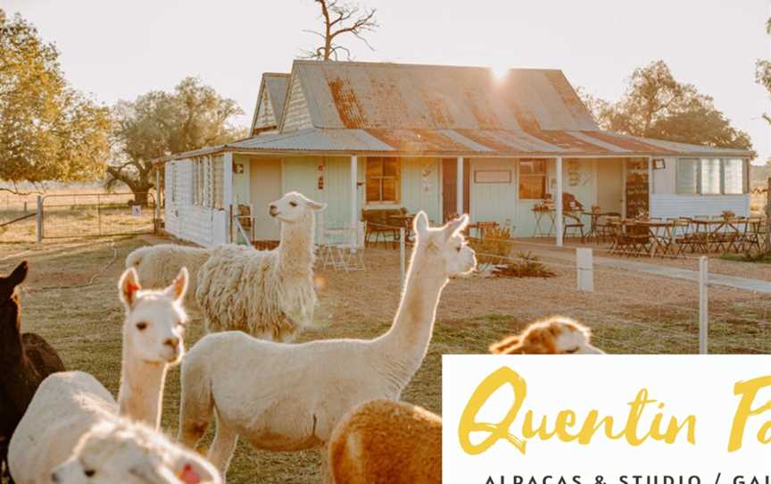 Quentin Park Alpacas & Studio Gallery, Tomingley, NSW