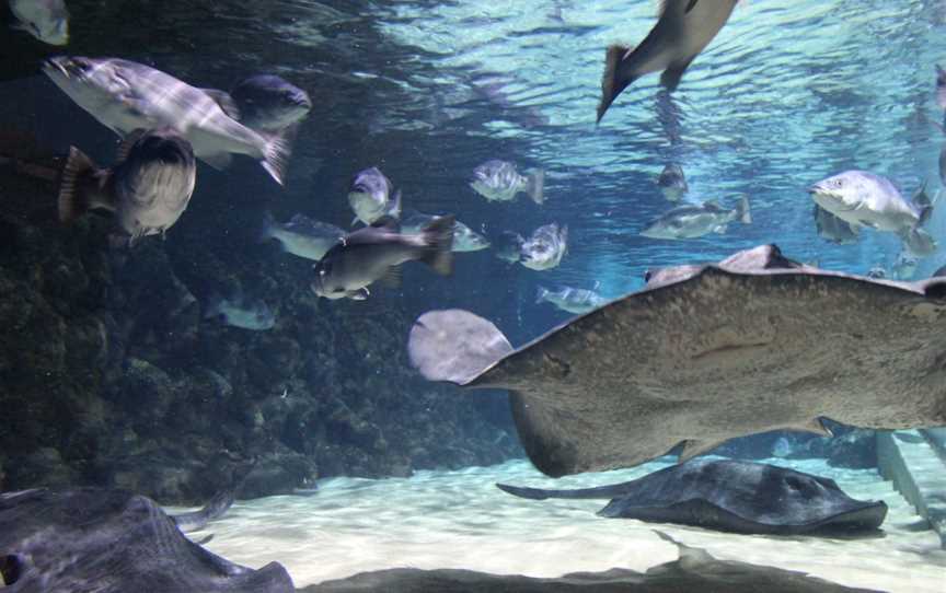 SEA LIFE Kelly Tarlton's Aquarium, Orakei, New Zealand