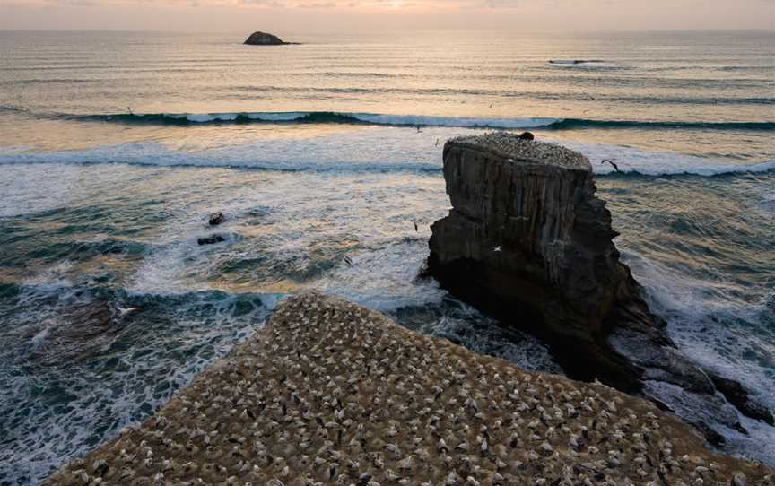 Muriwai Beach, Waitakere, New Zealand