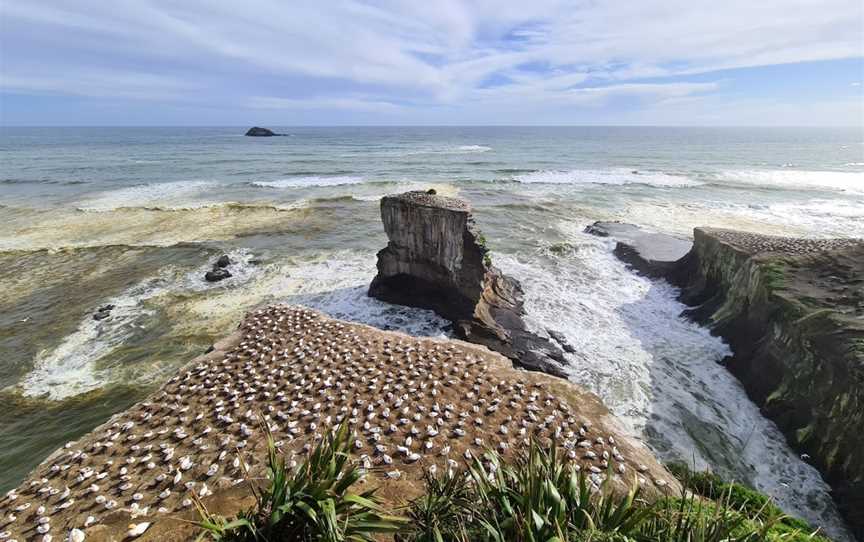 Muriwai Beach, Waitakere, New Zealand