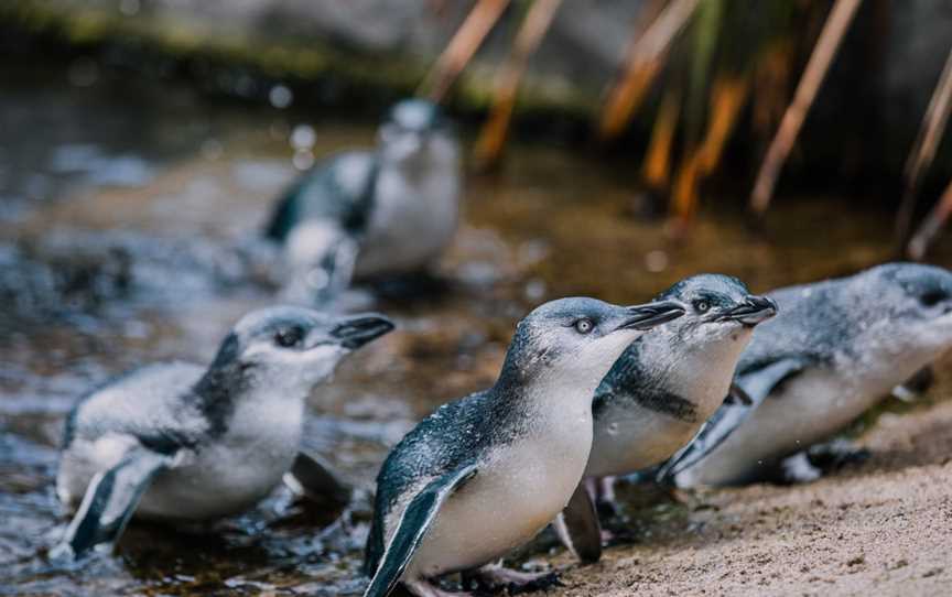 The National Aquarium of New Zealand, Napier South, New Zealand