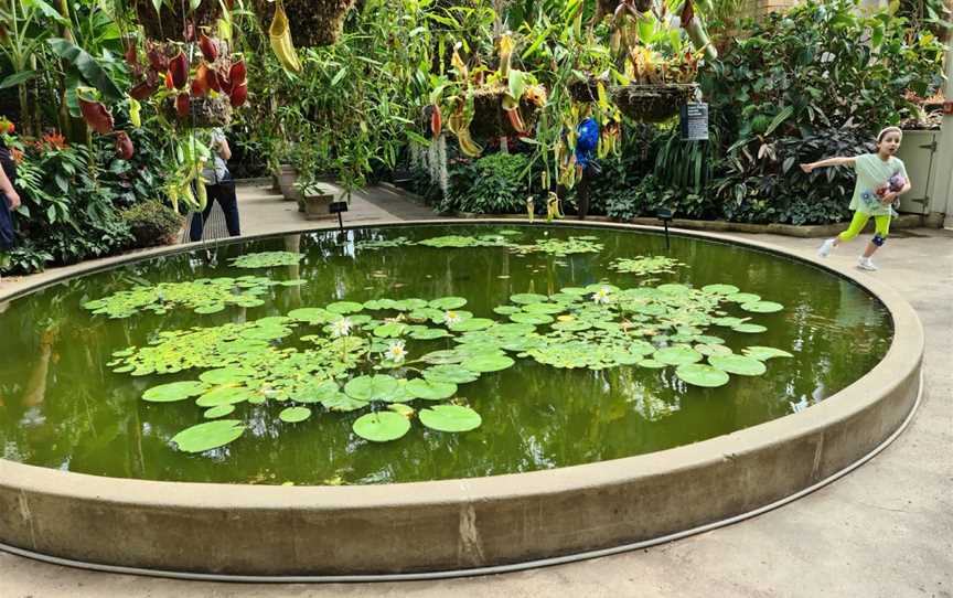 Domain Wintergardens, Parnell, New Zealand