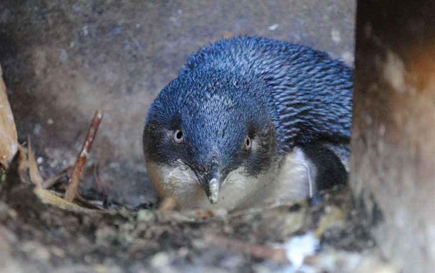 Oamaru Blue Penguin Colony, South Hill, New Zealand