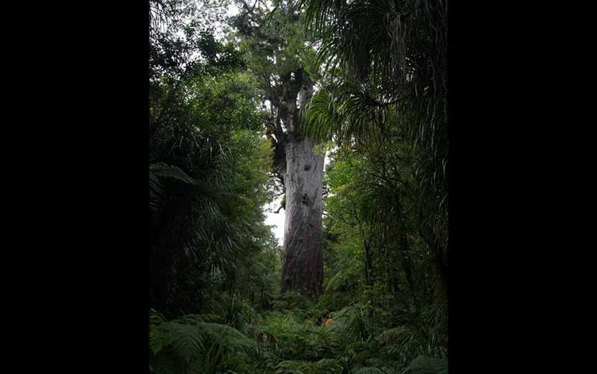 Tane Mahuta, Dargaville, New Zealand