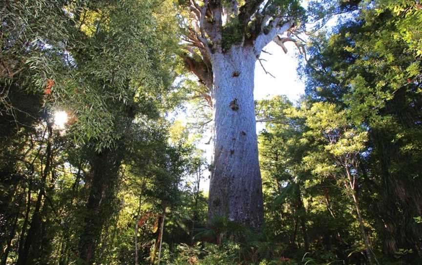 Tane Mahuta, Dargaville, New Zealand