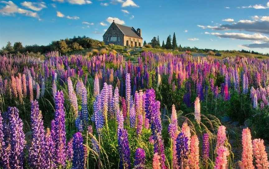 Lupins Flower-sea, Tekapo, New Zealand