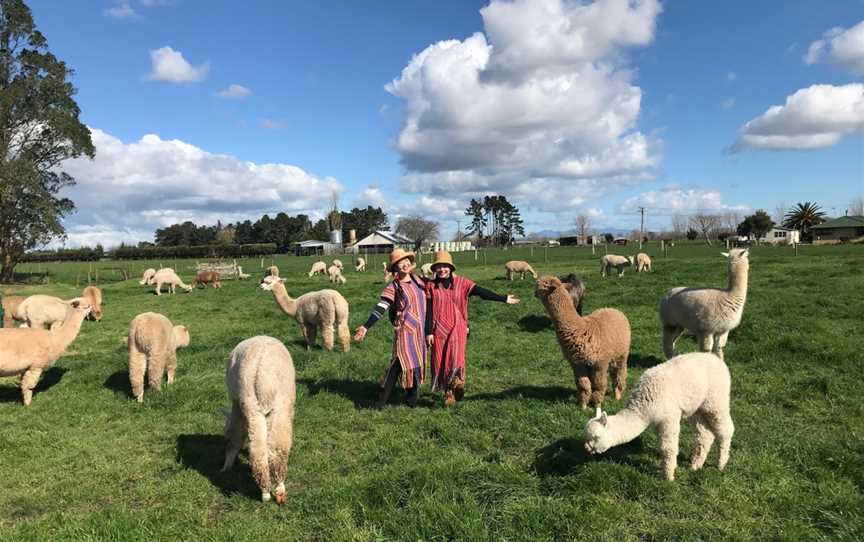 Cornerstone Alpacas Ltd., Gordonton, New Zealand