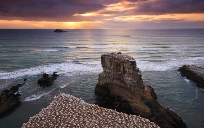 Muriwai Gannet Colony Lookout, Muriwai, New Zealand