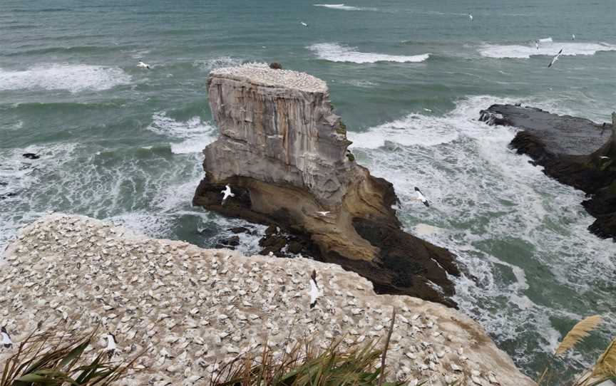 Muriwai Gannet Colony Lookout, Muriwai, New Zealand