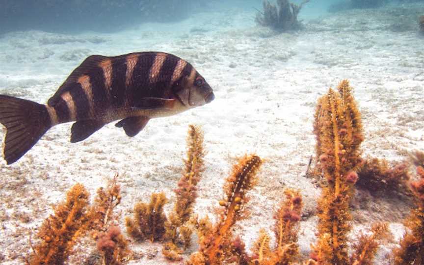 Goat Island Dive & Snorkel, Leigh, New Zealand