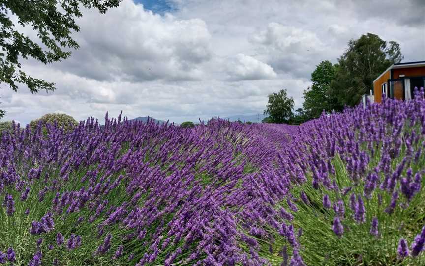 Alphra Lavender, Te Awamutu, New Zealand