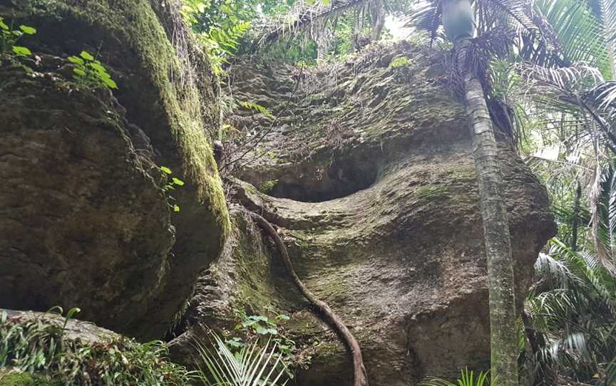 The Grove Scenic Reserve, Clifton, New Zealand