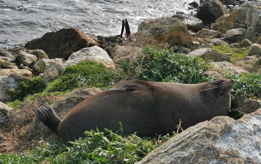 The Mole (sea wall), Portobello, New Zealand