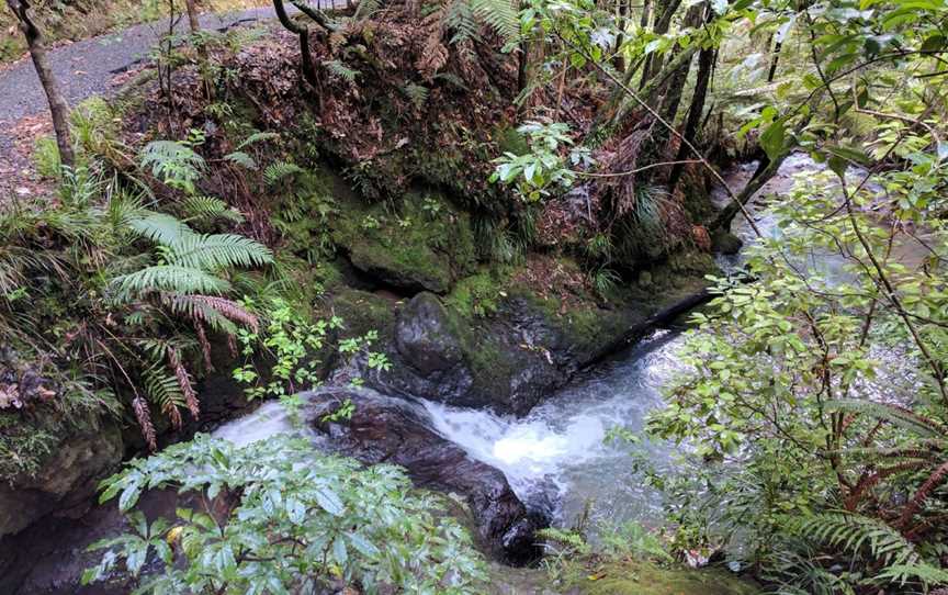 Waiau Kauri Grove, Coromandel, New Zealand