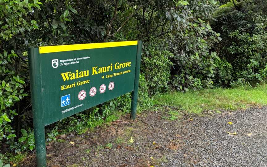 Waiau Kauri Grove, Coromandel, New Zealand