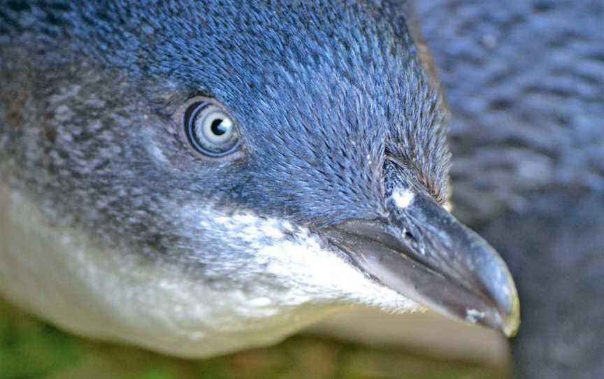 Blue Penguins Pukekura, Harington Point, New Zealand