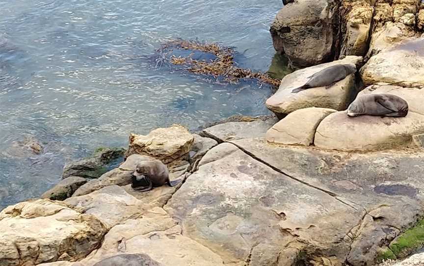 Shag Point Lookout, Palmerston, New Zealand