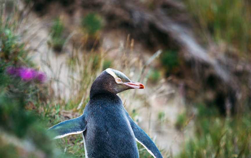 Monarch Wildlife Cruises & Tours, Dunedin, New Zealand