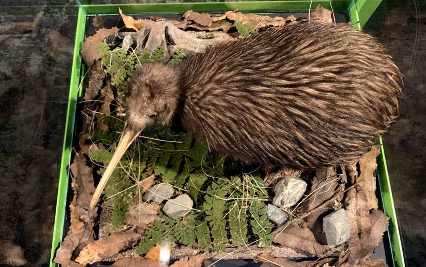 The National Kiwi Hatchery, Fairy Springs, New Zealand