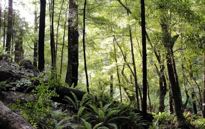 The Brook Waimarama Sanctuary, The Brook, New Zealand