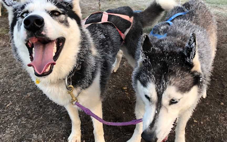 Timberline Racing Siberian Huskies, Rotorua, New Zealand