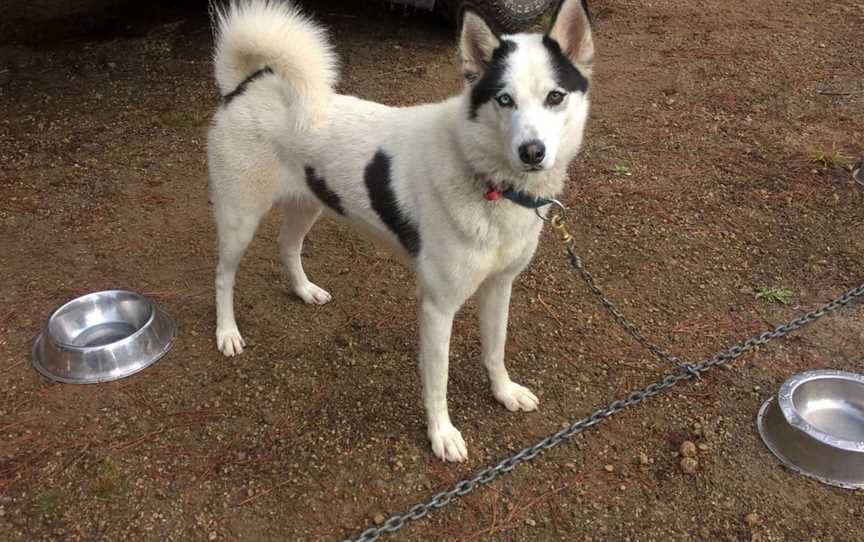 Timberline Racing Siberian Huskies, Rotorua, New Zealand