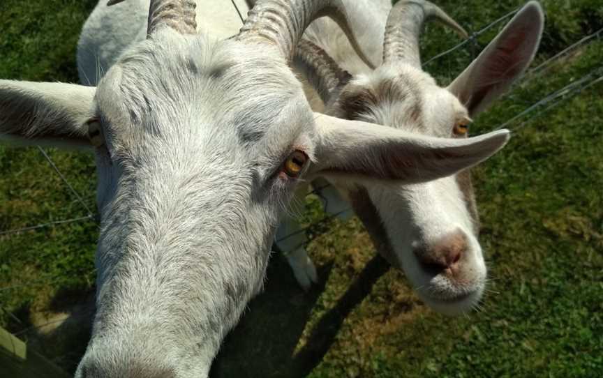 Famlan Farm Park, Claremont, New Zealand