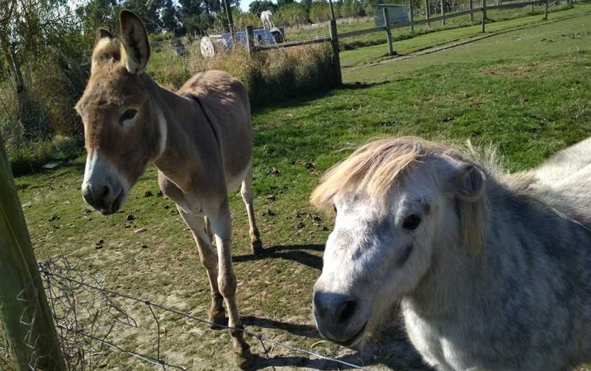 Famlan Farm Park, Claremont, New Zealand