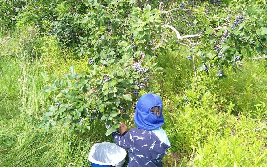 Blueberry Country Ohaupo, Ohaupo, New Zealand