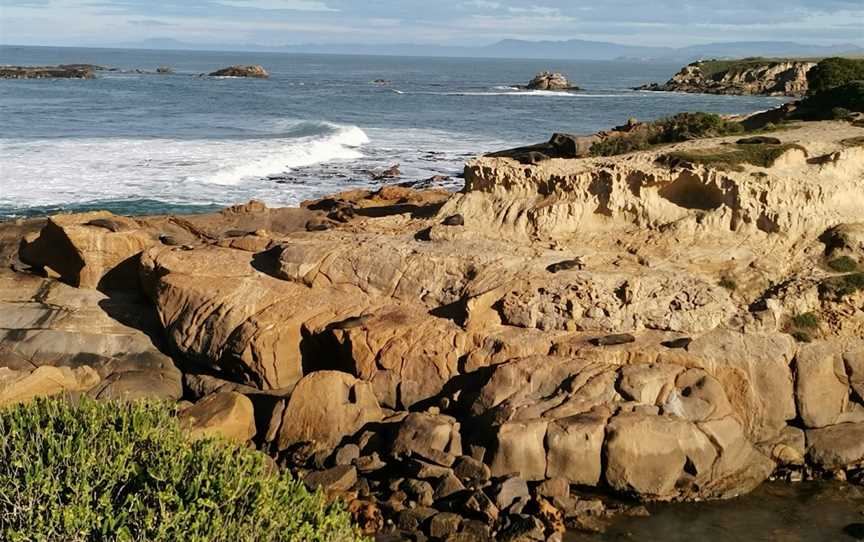 Fur seal viewing walk, Palmerston, New Zealand