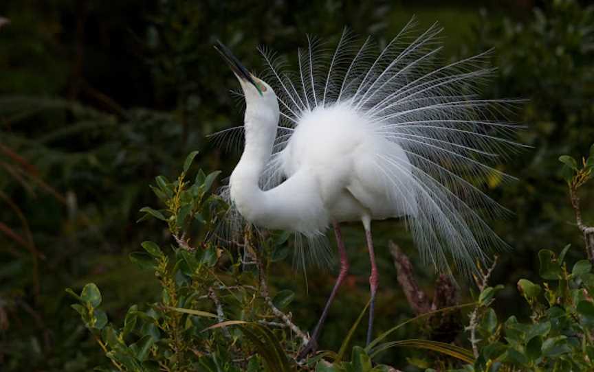 White Heron Sanctuary Tours, Whataroa, New Zealand