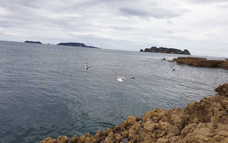 Crayfish Bay, Opito Bay, New Zealand